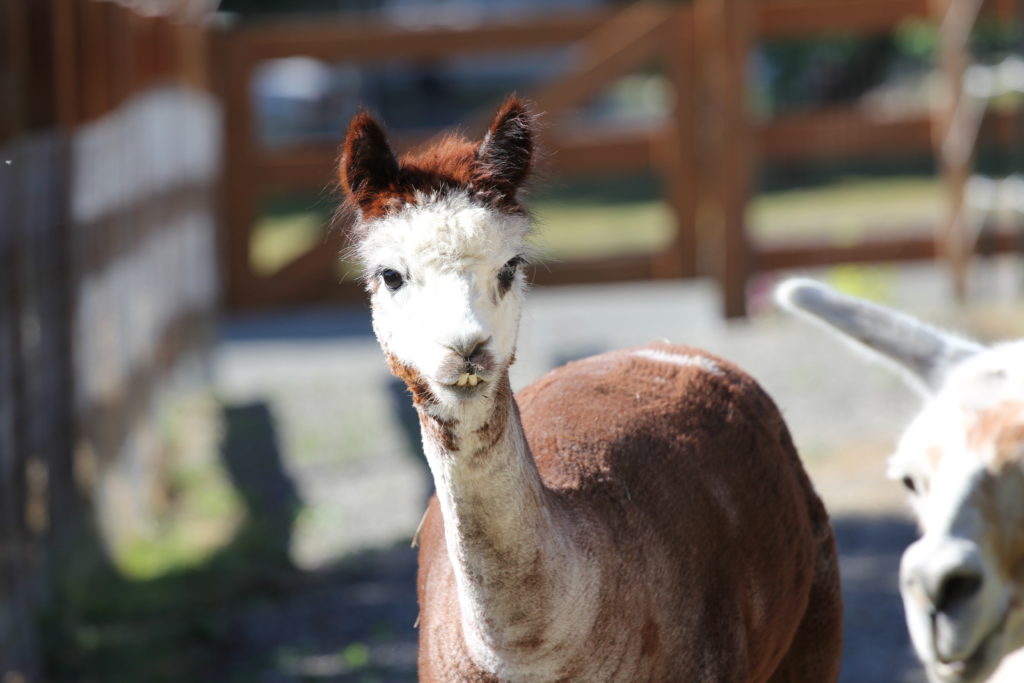 Alpaca at the Barn at Holly Farm