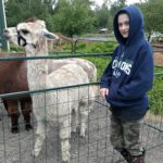 Lamas at the Barn at Holly Farm