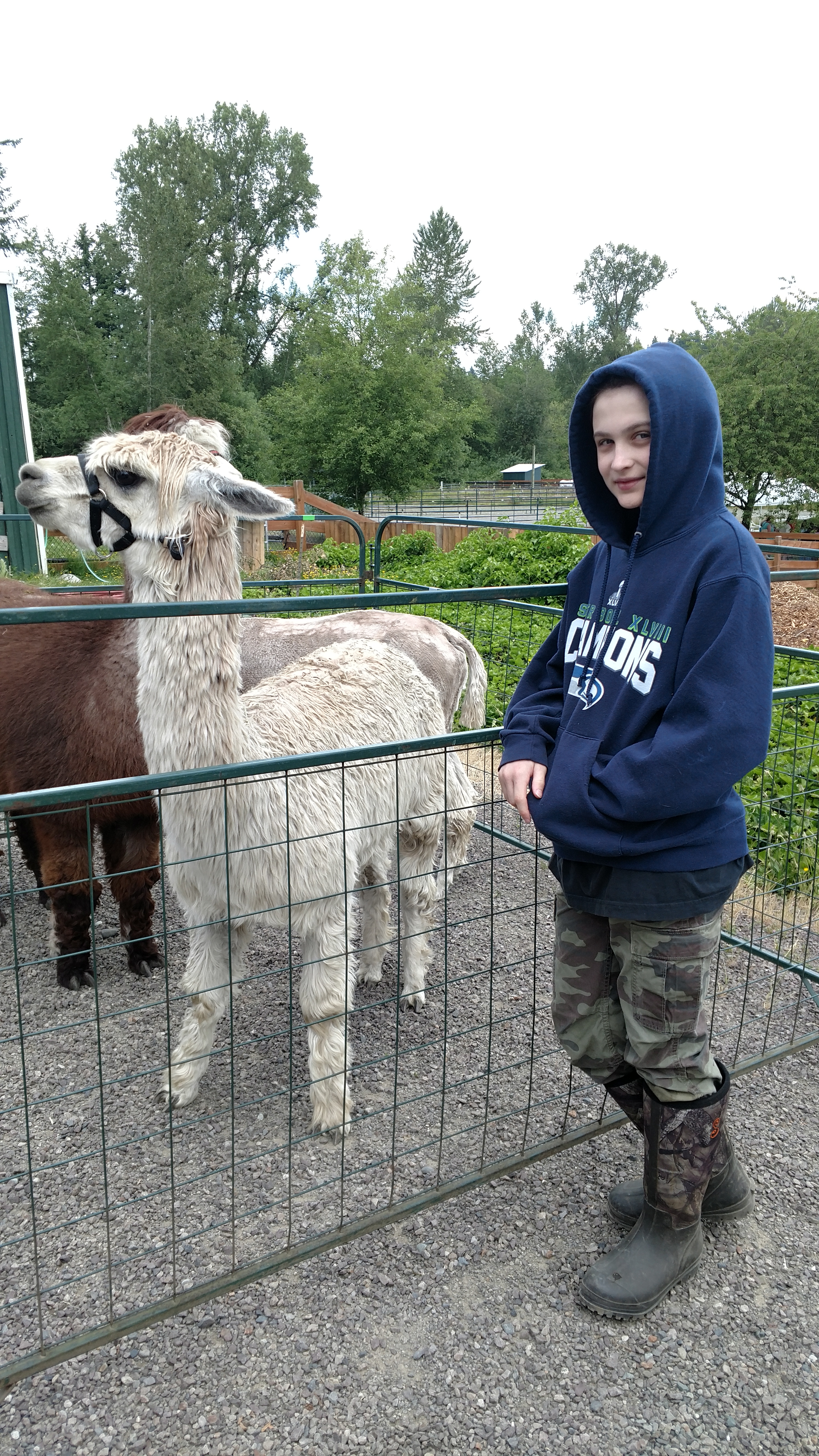 Lamas at the Barn at Holly Farm