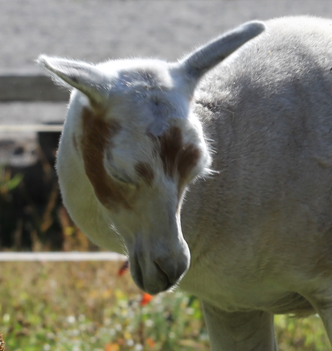 Goat at the Barn at Holly Farm