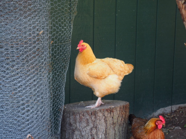 Chicken at the Barn at Holly Farm
