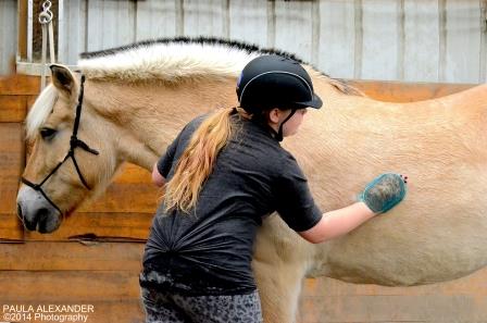 equine therapy