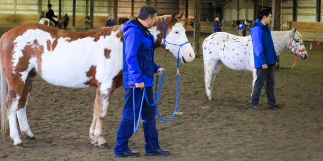 Walking horses at the Barn at Holly Farm