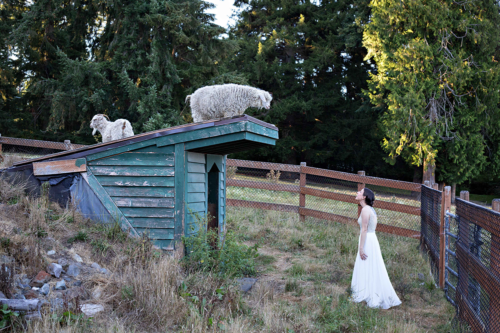bride with sheep
